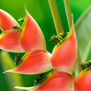 Heliconia Wagneriana Rhizome - Live Tropical Plant for Garden & Landscape - Image 2