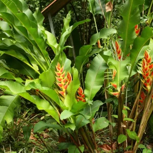 Heliconia Wagneriana Rhizome - Live Tropical Plant for Garden & Landscape - Image 3