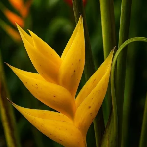 Heliconia Yellow Caribbean Rhizome - 1 Live Plant - Tropical Garden - Image 2