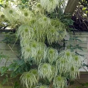 Helios Tangutica Clematis Live Plant – Yellow Blooms – 2.5 inch Pot – Outdoor - Image 6