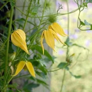 Helios Tangutica Clematis Live Plant – Yellow Blooms – 2.5 inch Pot – Outdoor - Image 7