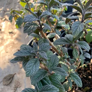 Heliotrope Fragrant Delight Live Plant - Vanilla Scent, Dark Purple Flowers, 1 Gallon Pot - Image 3