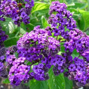 Heliotrope Fragrant Delight Live Plants - Set of 2, 3-6" Tall, Violet Fragrant Flowers - Image 1