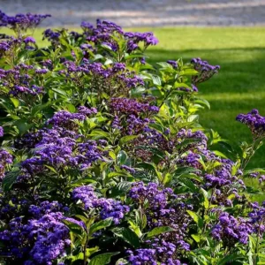 Heliotrope Fragrant Delight Live Plants - Set of 2, 3-6" Tall, Violet Fragrant Flowers - Image 2