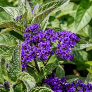 Heliotrope Fragrant Delight Live Plants - Set of 2, 3-6