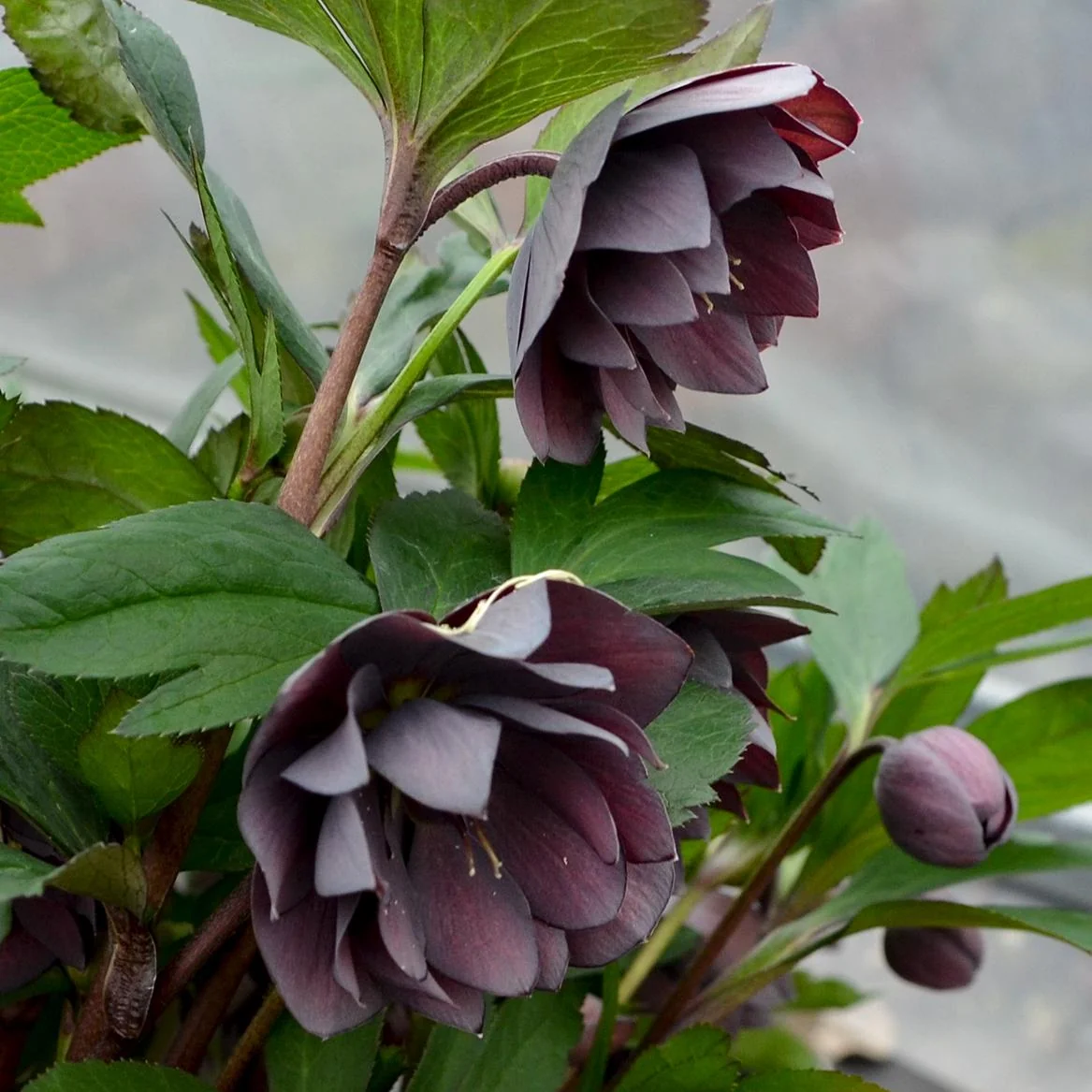Helleborus 'Dashing Groomsman' Lenten Rose Perennial Plant - 18-24" Tall, Zone 4-9 - Image 1