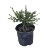 Helleri Japanese Holly Live Plant - Ilex Crenata 'Helleri' - 1 Gallon Potted Shrub - Image 1