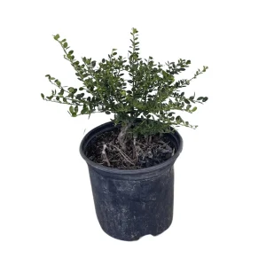 Helleri Japanese Holly Live Plant - Ilex Crenata 'Helleri' - 1 Gallon Potted Shrub - Image 1