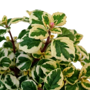 Hemizygia Kandy Kisses Live Plant – 2.5