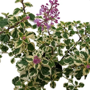 Hemizygia Kandy Kisses Live Plant – 2.5