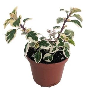 Hemizygia Kandy Kisses Live Plant – 2.5