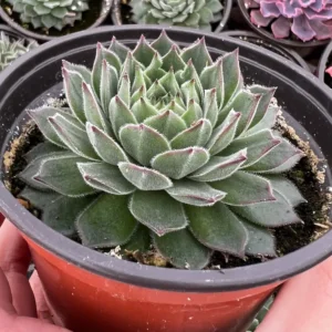 Hen and Chicks Live Succulent Plant - Fire Dragon Sempervivum in 2 inch or 4 inch Pot - Image 10