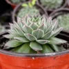 Hen and Chicks Live Succulent Plant - Fire Dragon Sempervivum in 2 inch or 4 inch Pot - Image 1