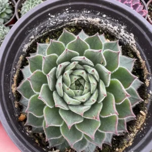 Hen and Chicks Live Succulent Plant - Fire Dragon Sempervivum in 2 inch or 4 inch Pot - Image 2