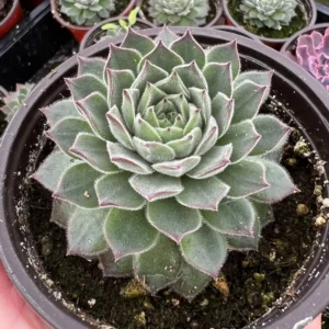 Hen and Chicks Live Succulent Plant - Fire Dragon Sempervivum in 2 inch or 4 inch Pot - Image 3
