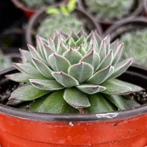 Hen and Chicks Live Succulent Plant - Fire Dragon Sempervivum in 2 inch or 4 inch Pot - Image 1