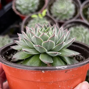 Hen and Chicks Live Succulent Plant - Fire Dragon Sempervivum in 2 inch or 4 inch Pot - Image 4