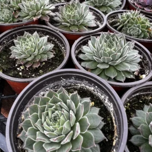 Hen and Chicks Live Succulent Plant - Fire Dragon Sempervivum in 2 inch or 4 inch Pot - Image 5