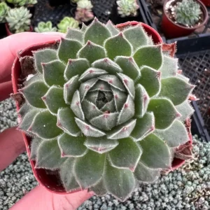 Hen and Chicks Live Succulent Plant - Fire Dragon Sempervivum in 2 inch or 4 inch Pot - Image 6