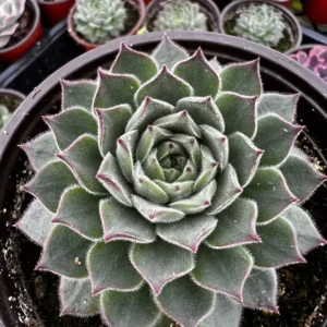 Hen and Chicks Live Succulent Plant - Fire Dragon Sempervivum in 2 inch or 4 inch Pot - Image 8