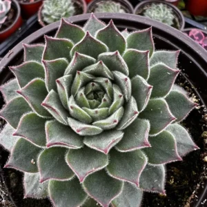 Hen and Chicks Live Succulent Plant - Fire Dragon Sempervivum in 2 inch or 4 inch Pot - Image 9