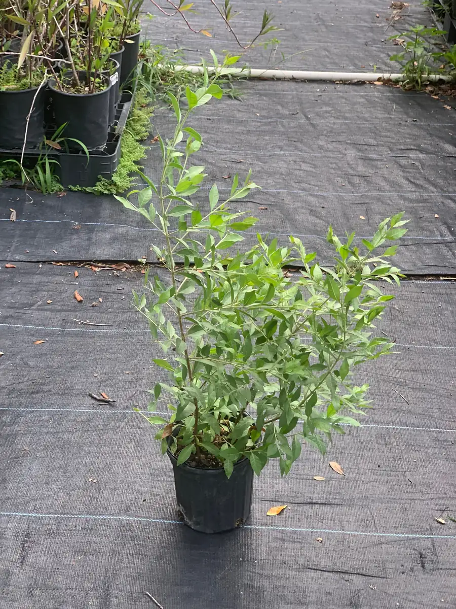 Henna Live Plant (Lawsonia inermis) for Mehndi Dye & Ornament | 1 Gallon Pot - Image 2