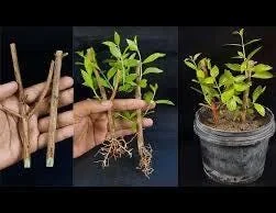 Henna Live Plant (Lawsonia inermis) for Mehndi Dye & Ornament | 1 Gallon Pot - Image 5