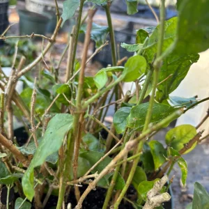 Henna Live Plant (Lawsonia inermis) for Mehndi Dye & Ornament | 1 Gallon Pot - Image 6