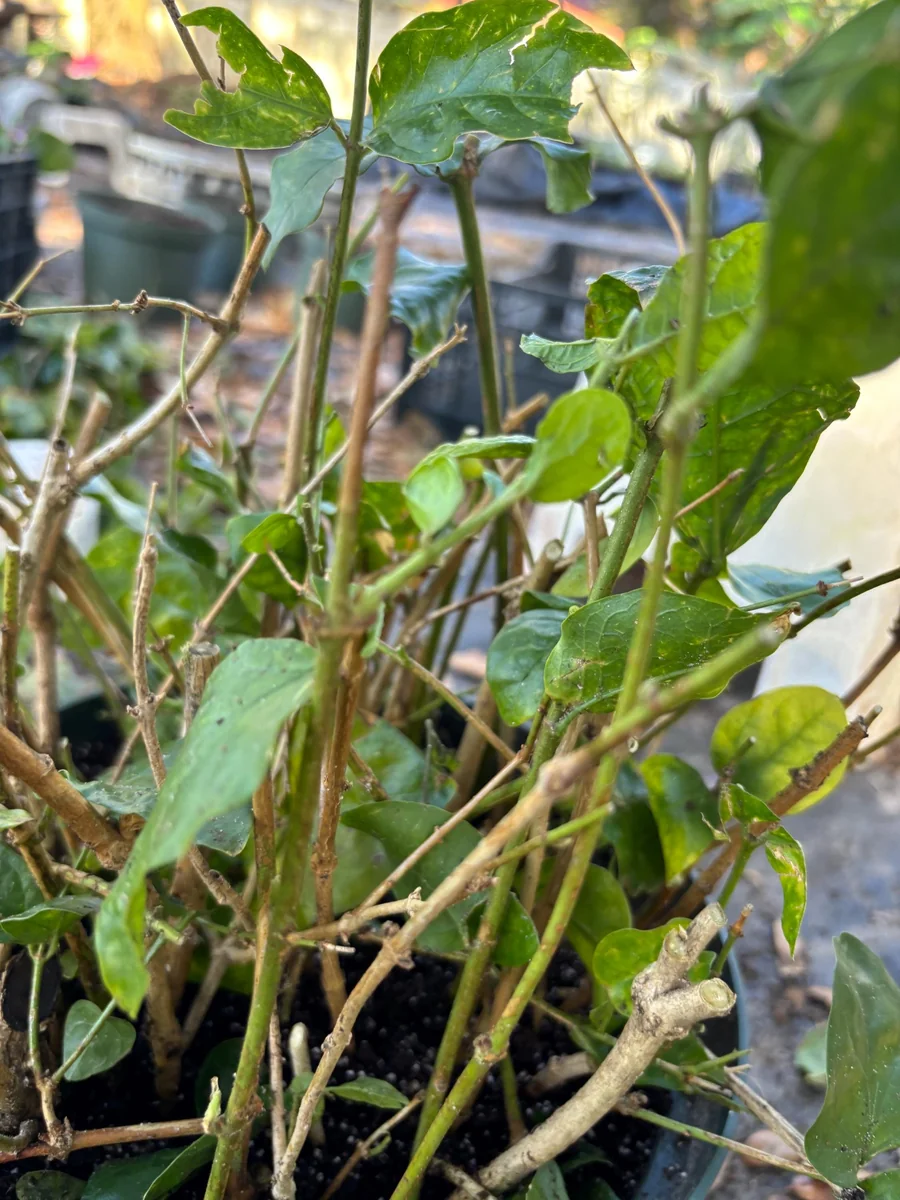 Henna Live Plant (Lawsonia inermis) for Mehndi Dye & Ornament | 1 Gallon Pot - Image 6