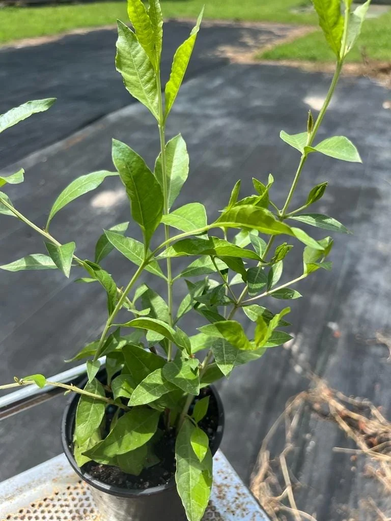 Henna Live Plant (Lawsonia inermis) for Mehndi Dye & Ornament | 1 Gallon Pot - Image 1