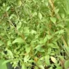 Henna Live Plant - Mehndi Plant for Dye & Garden - Bush Form - Image 1