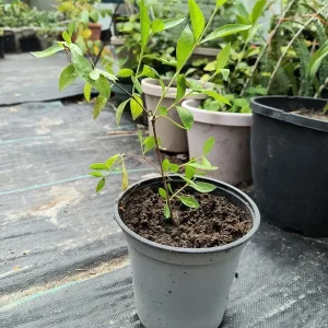 Henna Live Plant - Mehndi Plant for Dye & Garden - Bush Form - Image 5