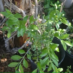 Henna Live Plant – Well-Rooted Mehndi Plant – Lawsonia Inermis - Image 2