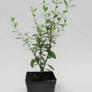 Henna Live Plant – Well-Rooted Mehndi Plant – Lawsonia Inermis - Image 4