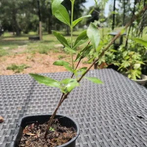 Henna Live Plant – Well-Rooted Mehndi Plant – Lawsonia Inermis - Image 5