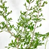 Henna Live Plant – Well-Rooted Mehndi Plant – Lawsonia Inermis - Image 1