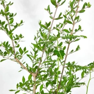 Henna Live Plant – Well-Rooted Mehndi Plant – Lawsonia Inermis - Image 1