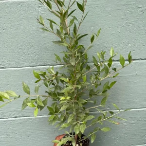 Henna Plant (Lawsonia inermis) Live Plant – 4