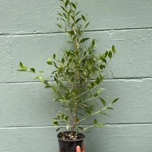 Henna Plant (Lawsonia inermis) Live Plant – 4