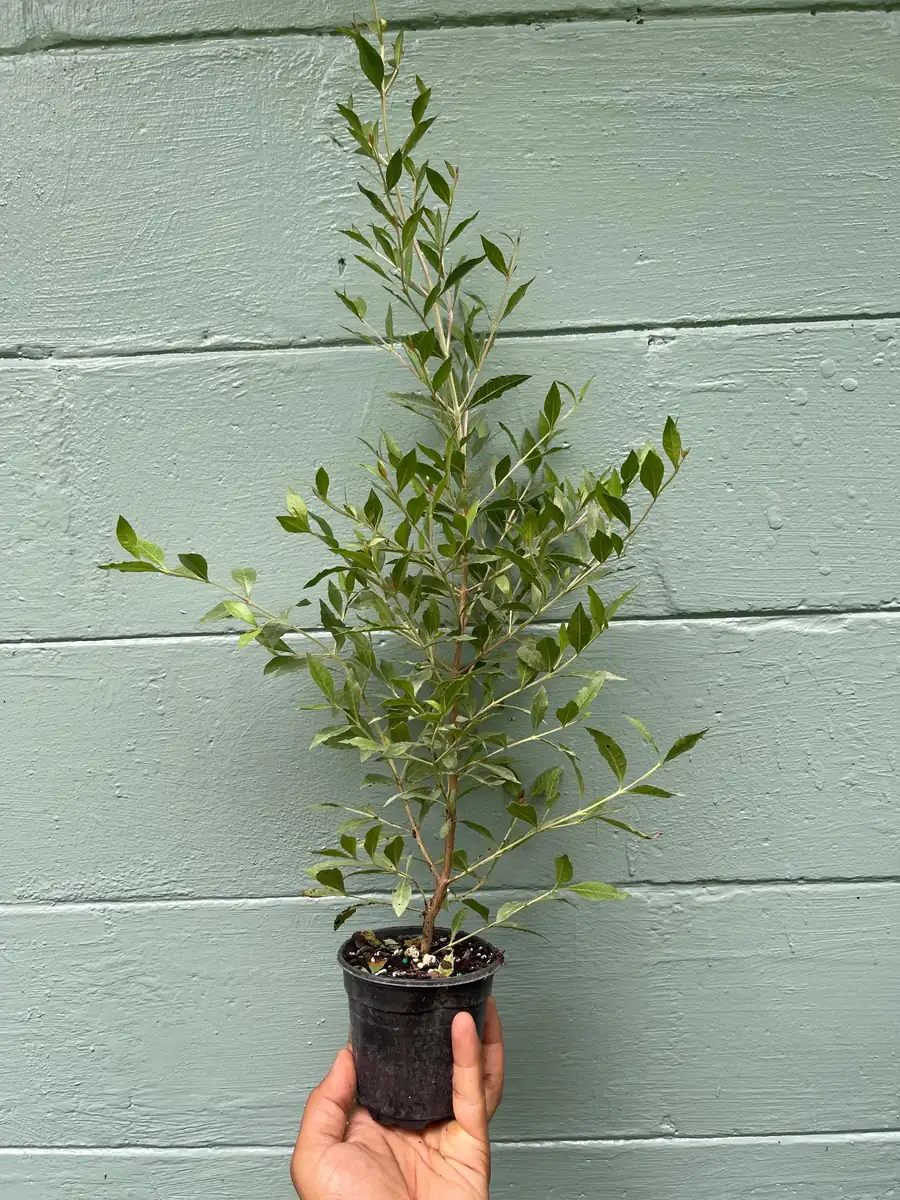 Henna Plant (Lawsonia inermis) Live Plant – 4" Pot – Herbal Dye Shrub - Image 3