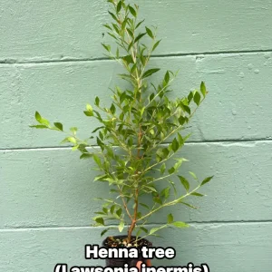 Henna Plant (Lawsonia inermis) Live Plant – 4