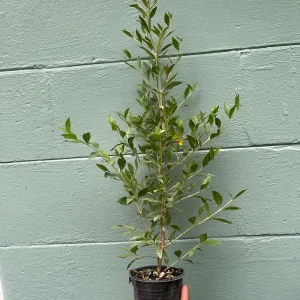 Henna Plant (Lawsonia inermis) Live Plant – 4