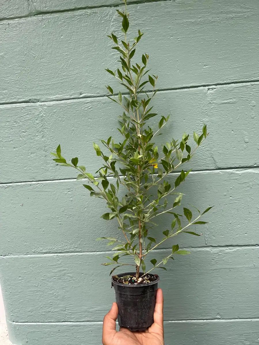 Henna Plant (Lawsonia inermis) Live Plant – 4" Pot – Herbal Dye Shrub - Image 4