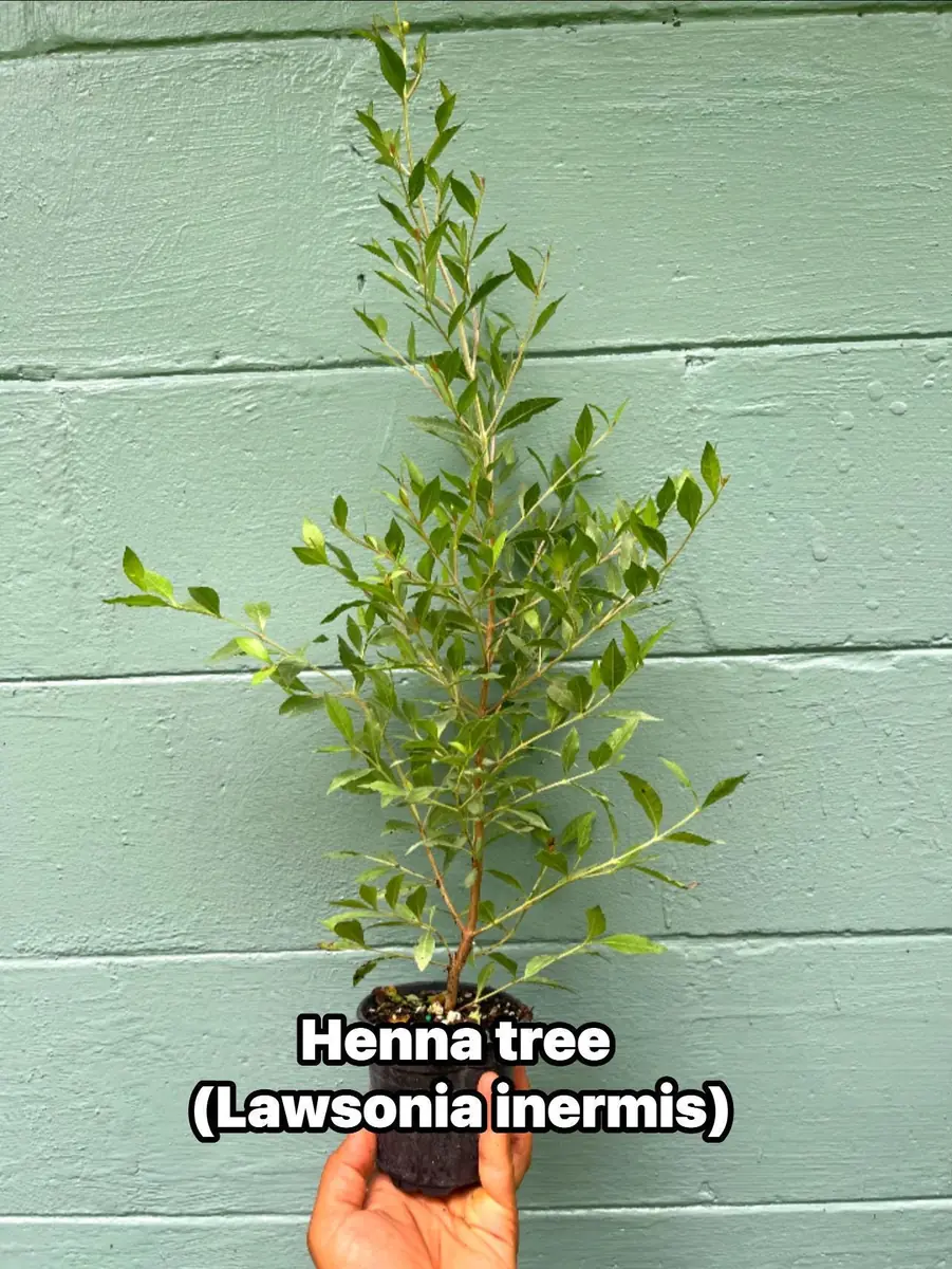 Henna Plant (Lawsonia inermis) Live Plant – 4" Pot – Herbal Dye Shrub - Image 1