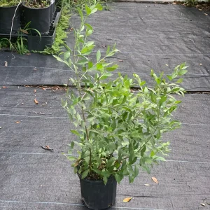 Henna Plant Live (Lawsonia Inermis) for Mehndi Dye & Ornament, 1 Gallon Pot - Image 2