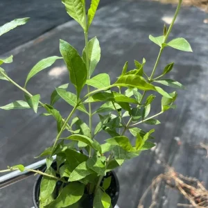 Henna Plant Live (Lawsonia Inermis) for Mehndi Dye & Ornament, 1 Gallon Pot - Image 1