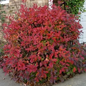 Henry's Garnet Virginia Sweetspire Live Plant – 4in Pot, Red Fall Foliage, Fragrant Blooms - Image 10