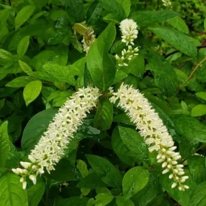 Henry's Garnet Virginia Sweetspire Live Plant – 4in Pot, Red Fall Foliage, Fragrant Blooms - Image 2