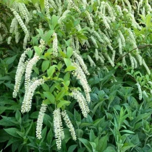 Henry's Garnet Virginia Sweetspire Live Plant – 4in Pot, Red Fall Foliage, Fragrant Blooms - Image 3