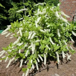 Henry's Garnet Virginia Sweetspire Live Plant – 4in Pot, Red Fall Foliage, Fragrant Blooms - Image 4